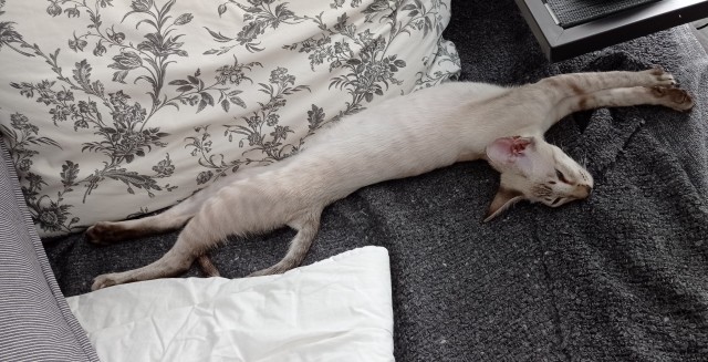 С Котовторником!