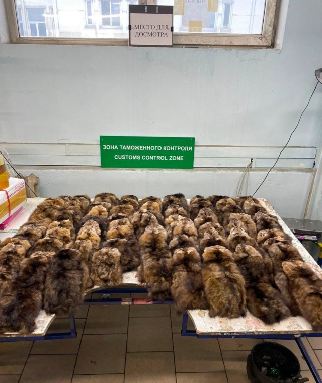 В Шереметьево обнаружили 730 шкурок соболя в посылках