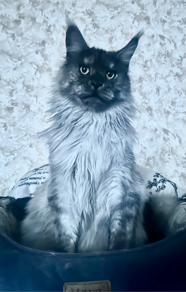 Котовторник! Успел!)