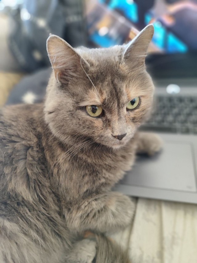 Спящий кот