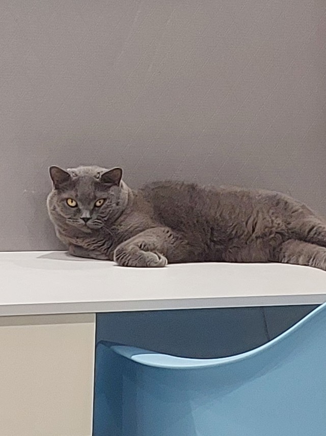Помогите назвать кота.