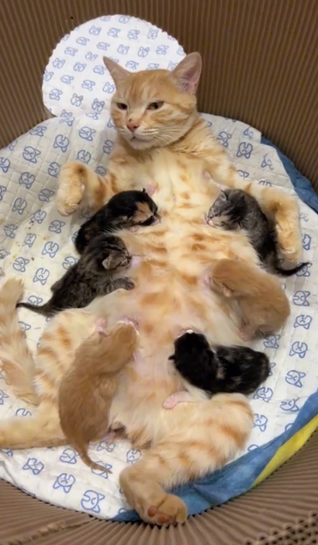 Чутка кошек