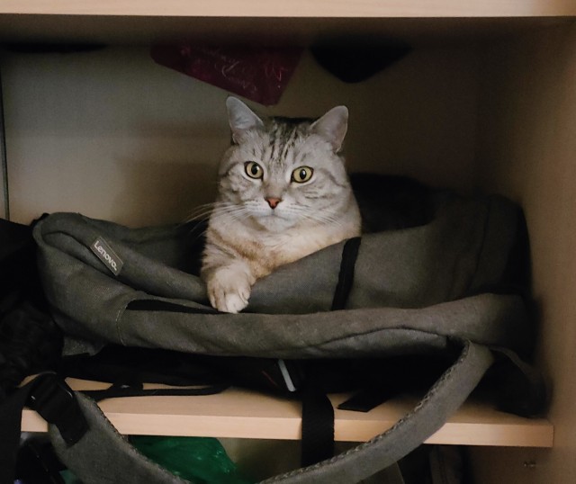 Ночное кормление котов