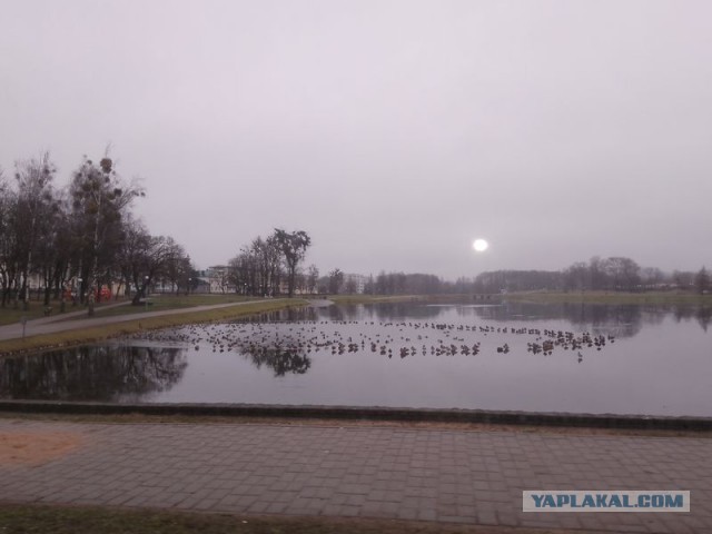 Жизнь домашнего приюта для котеек 568