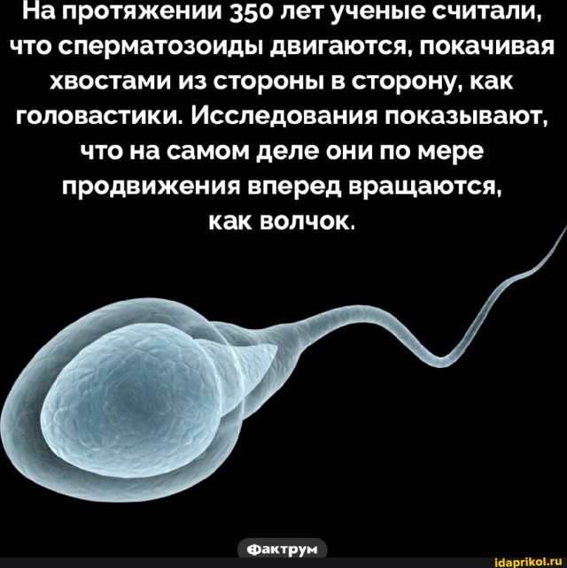 Сегодня рука к PornHub точно не потянется