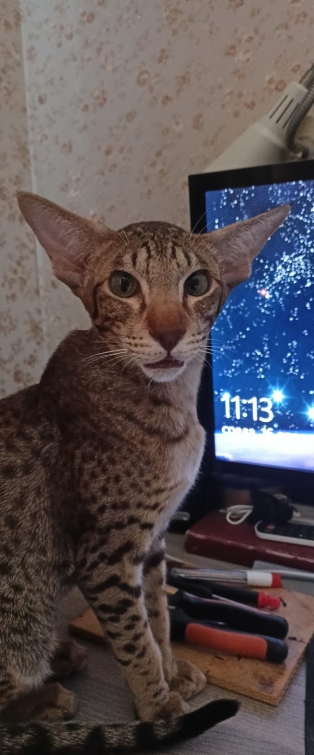 Ориентальный кот