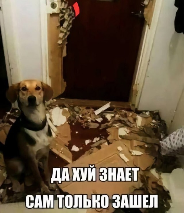 Картинки для деградации 174 (разной степени свежести)