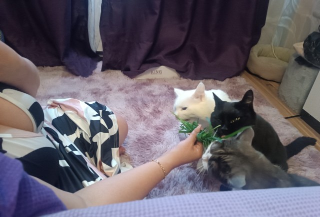 К котовторнику