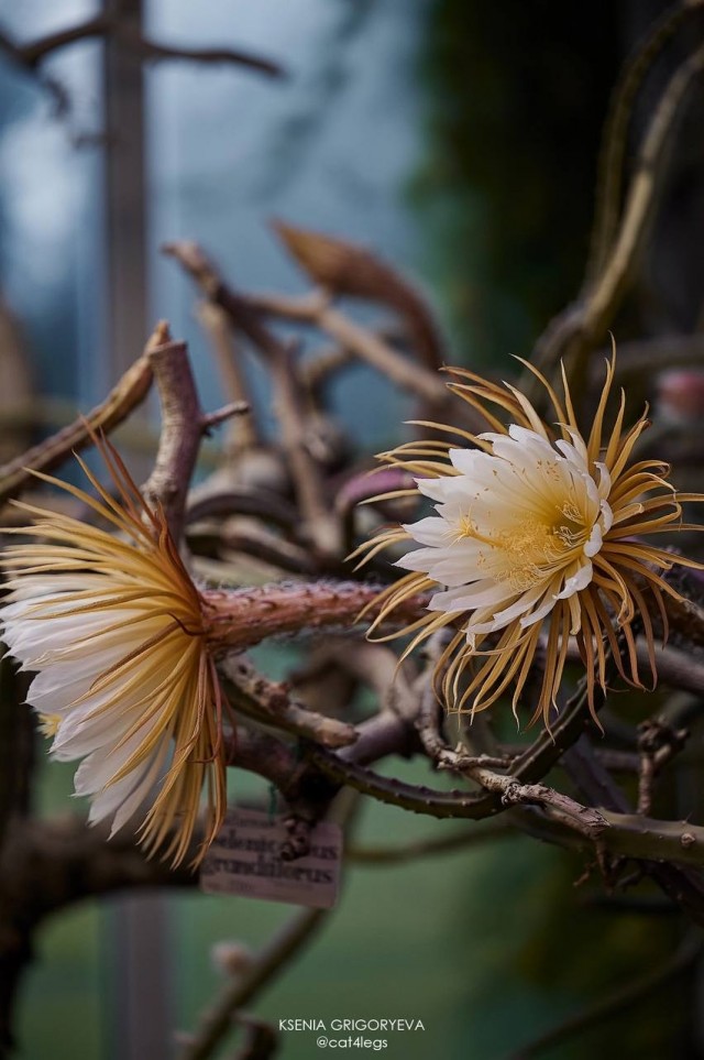 Царица ночи - Селеницереус крупноцветковый (лат. Selenicereus grandiflorus)