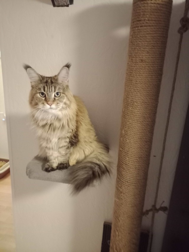 Юбилейный котовторник!