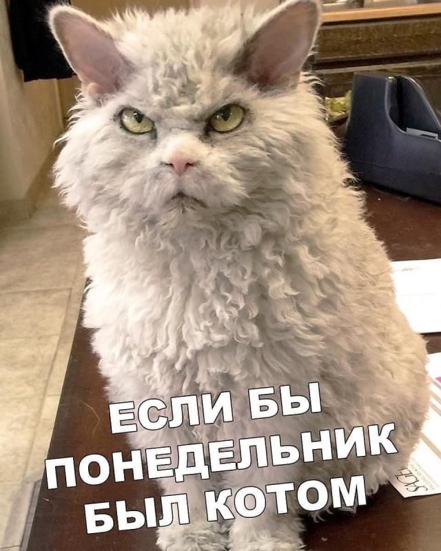 Понедельник