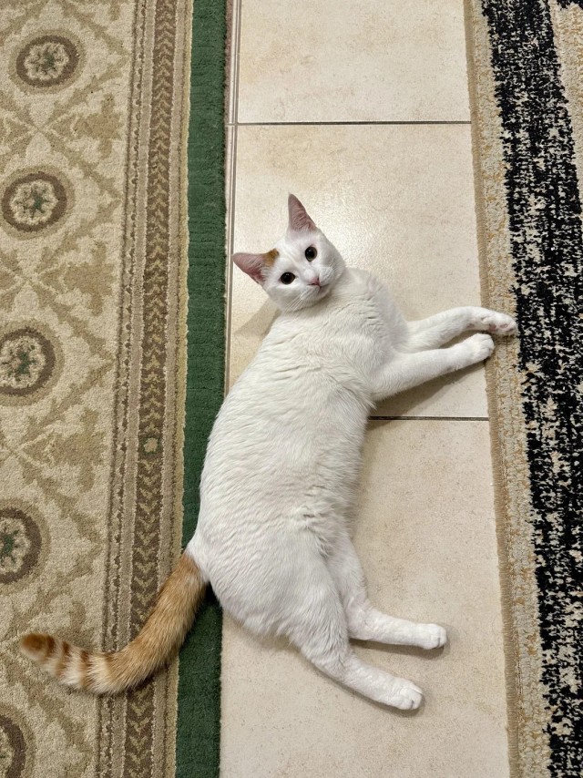 Было — Стало (котовторник)