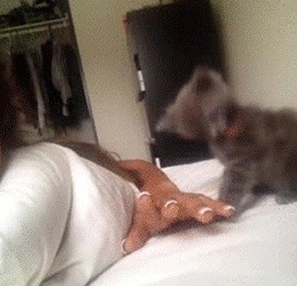 Нападение хищника на человека