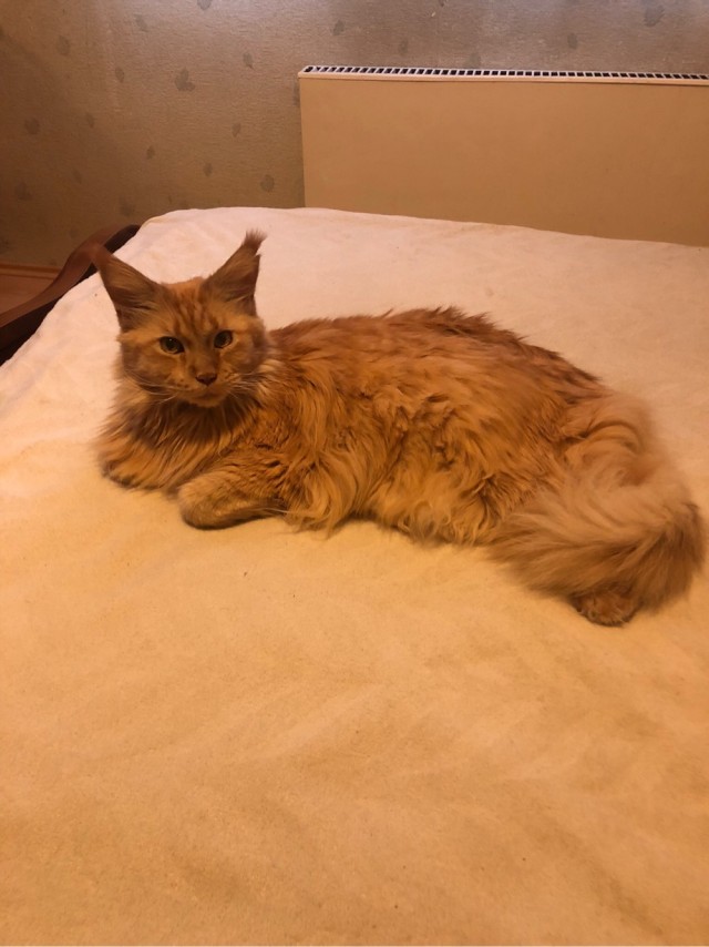 Очередной котовторник