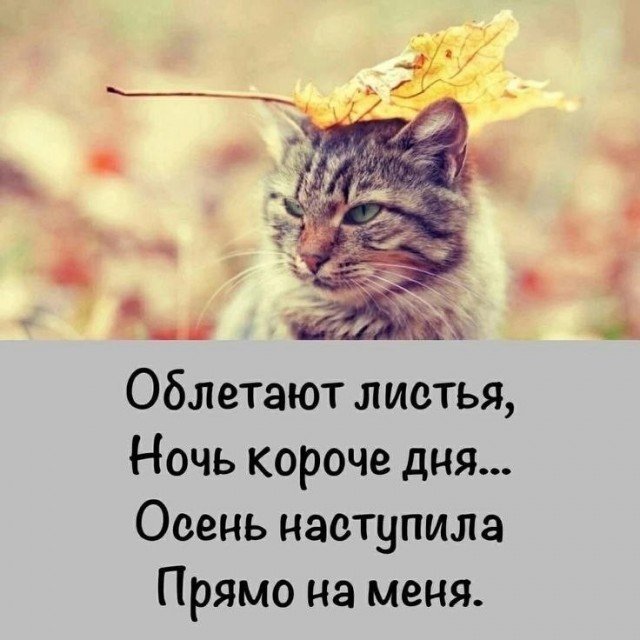 Шел с утра по желтым листьям