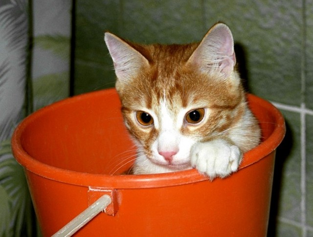 Мне два ведра кошек, пожалуйста...
