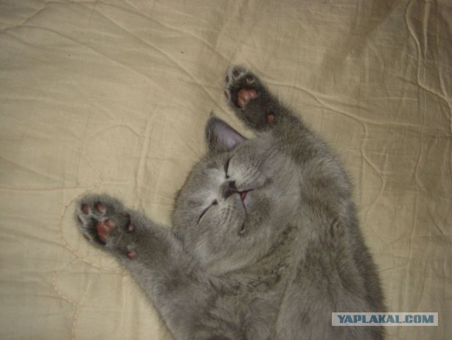 Пришел сегодня кот