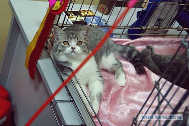 Котовторник 6.05.2014