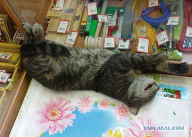 Котовторник 6.05.2014