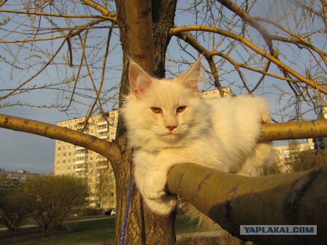 С Котовторником!