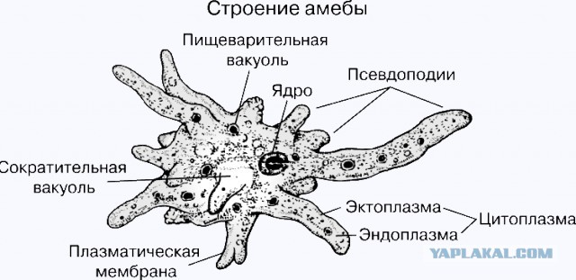Почему русские не придут?