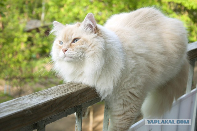 Котовторник 01.07.2014