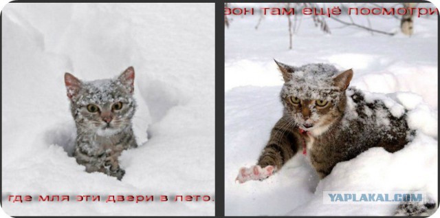 Зима - кошарки торжествуют!