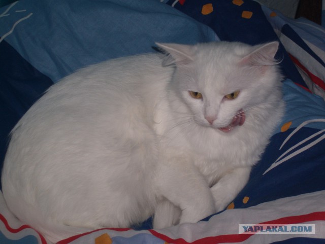 Моим котам