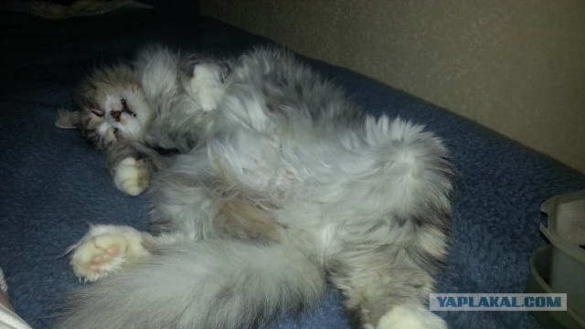 Котовоскресенье
