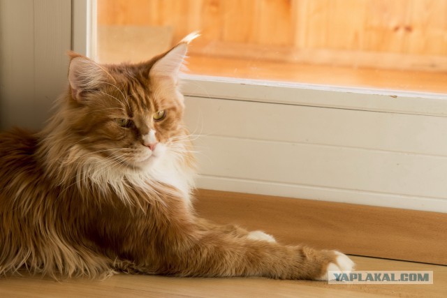 Котовторник 31.03.2015