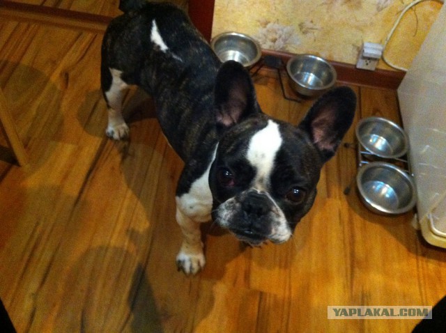 Цобакин четверг