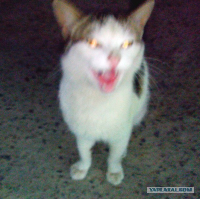 Котовторник