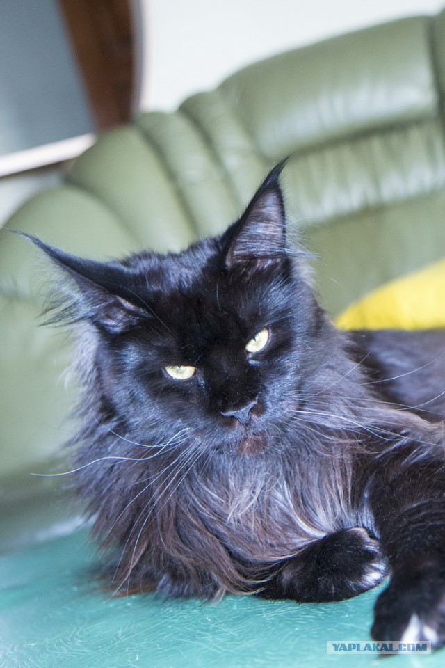 Котовторник 14.07.2015