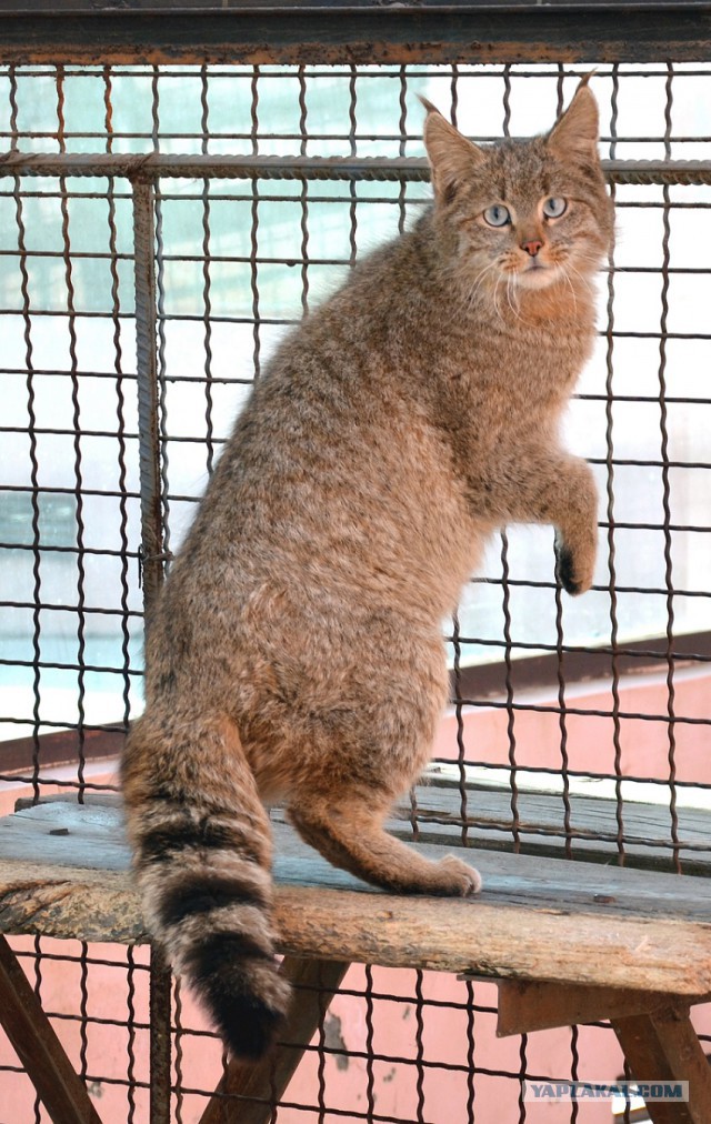 Дикий котовторник