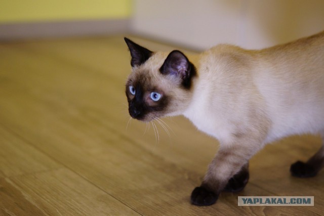 Котовторник 29-09-2015,
