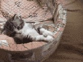 Коты, кошки, котята