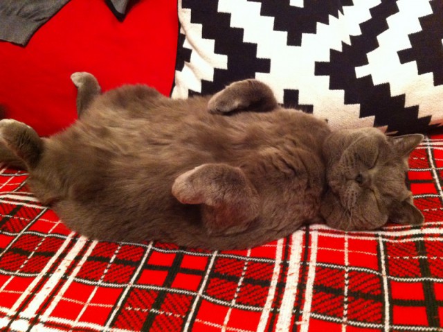 Котовторник