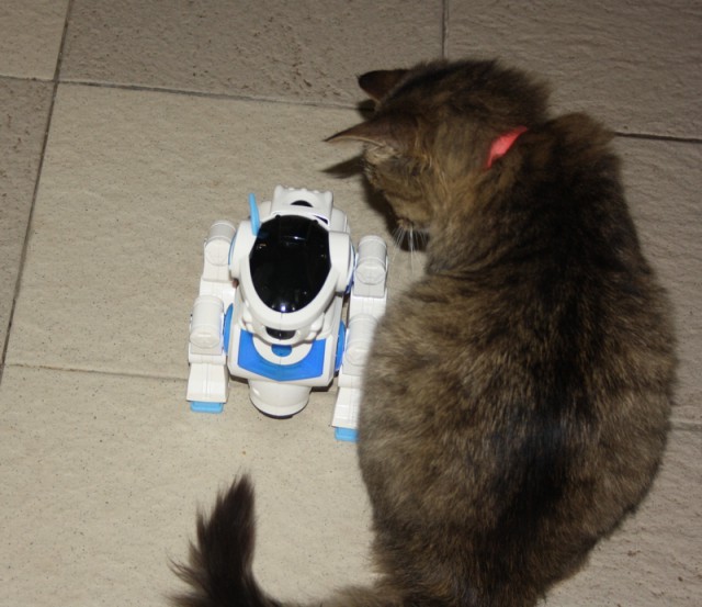 Котовторник 26.01.2016