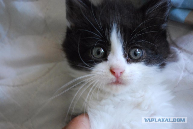 Взяли домой крошечного котенка мейн-куна — полюбуйтесь, каким он стал через год!