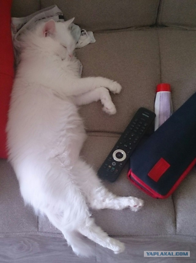 Ваши фотки котов на телефон