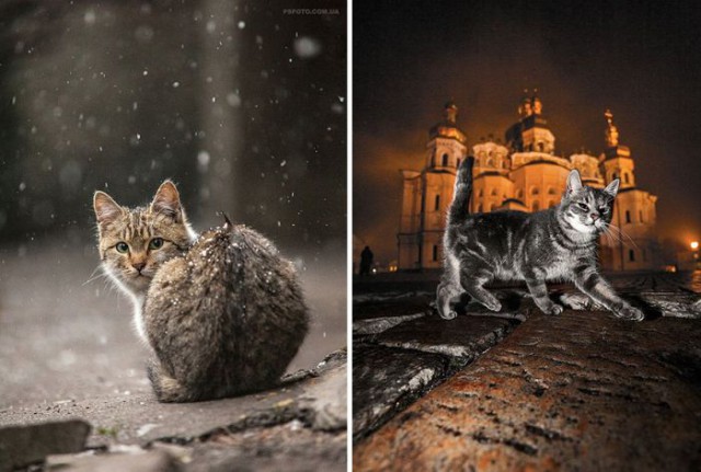 Коты из сети