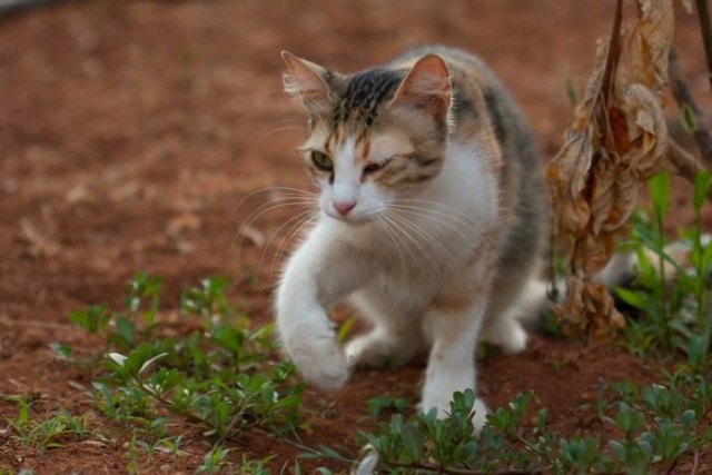 Коты из сети