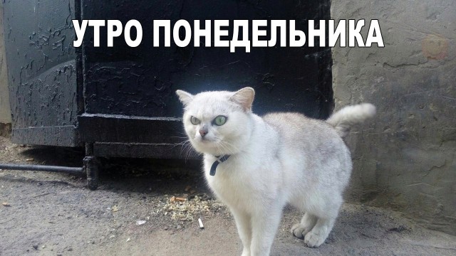 Прикольные картинки