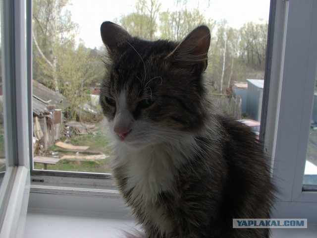 Котовторник  14.02.2017