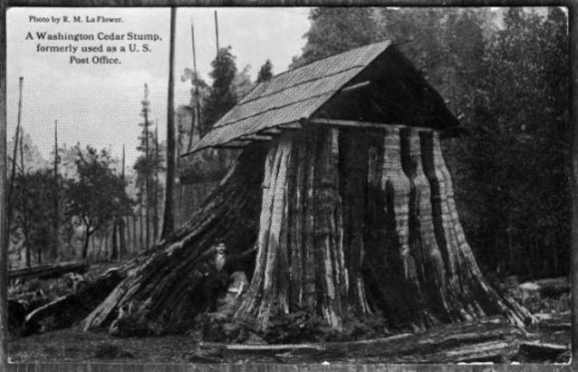 Дом-пенек: странные дома, в которых жили американские поселенцы XIX века