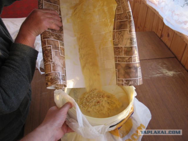 Как я сосновую пыльцу собирал...