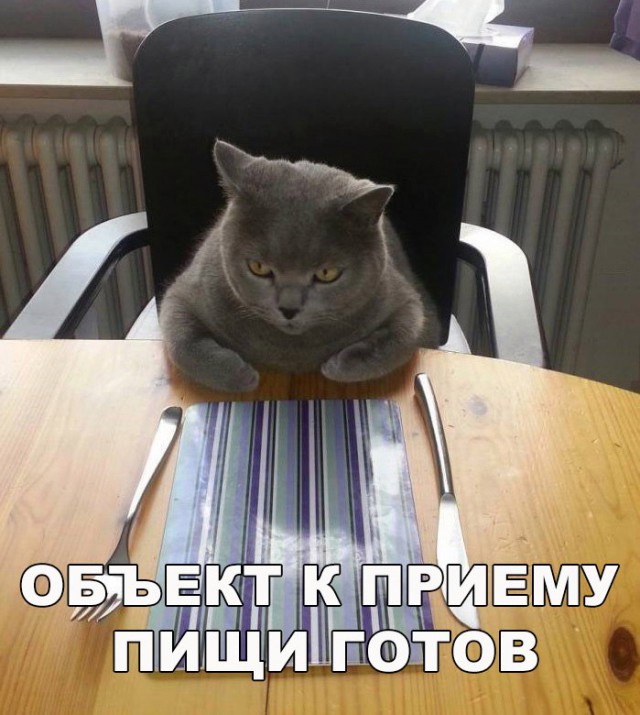 Коты и Кошки