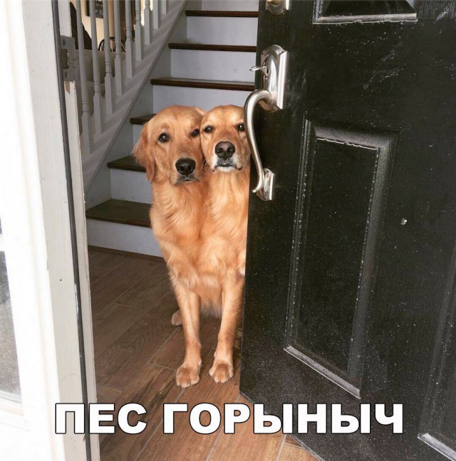 Подборка забавных животных