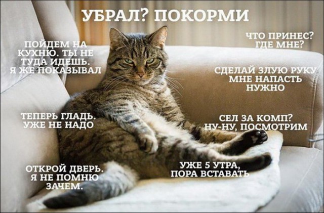 Коты и Кошки
