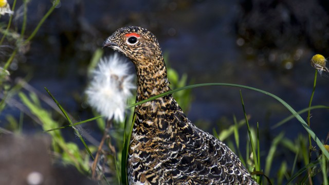 Просто Природа